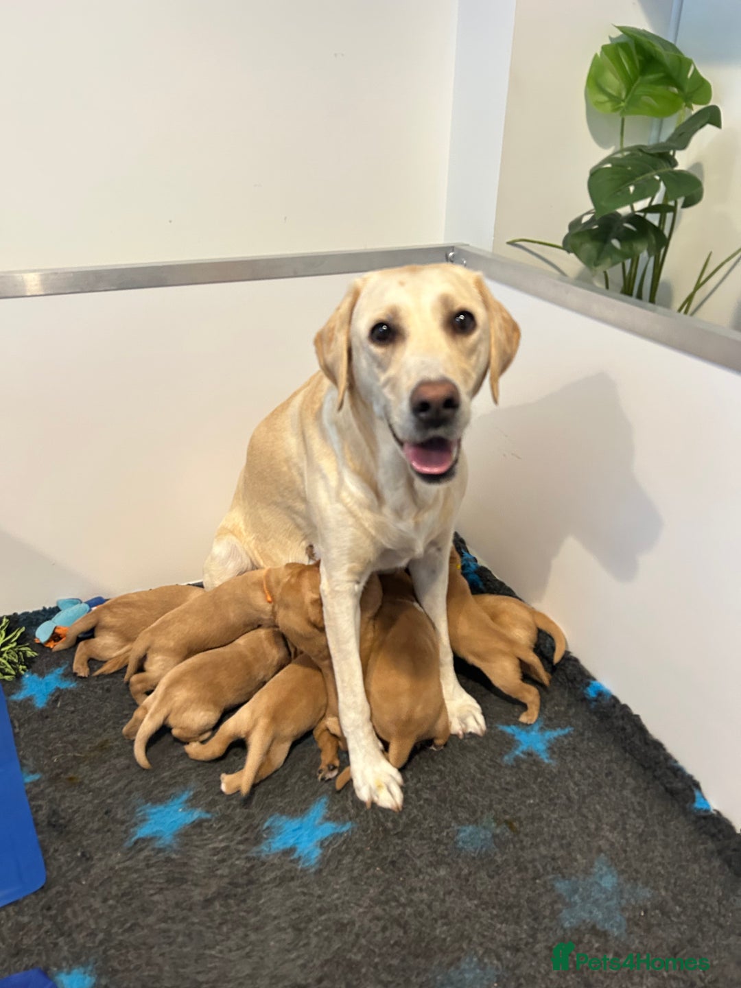 Labrador Retriever dogs for sale: Family/Working bred KC Labradors - Image 11