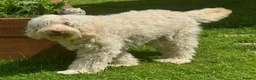 Labradoodle dogs for sale: Labradoodles 11th plus generation  - Advert 11