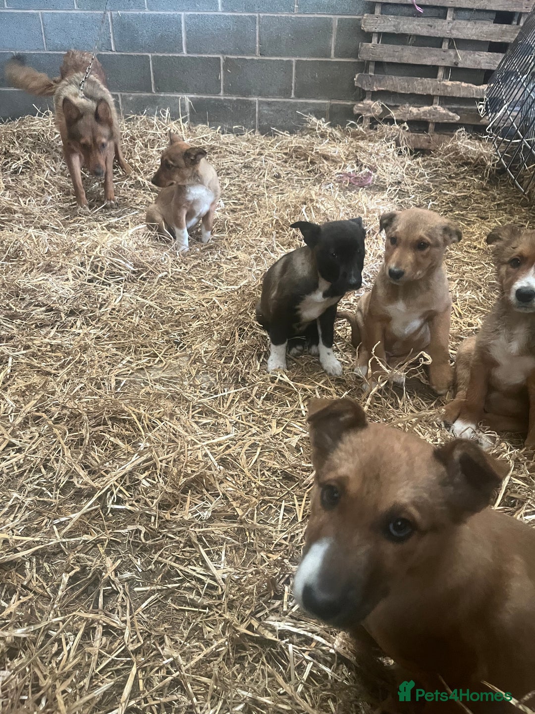 Border Collie dogs for sale: 5 border collie - Image 6