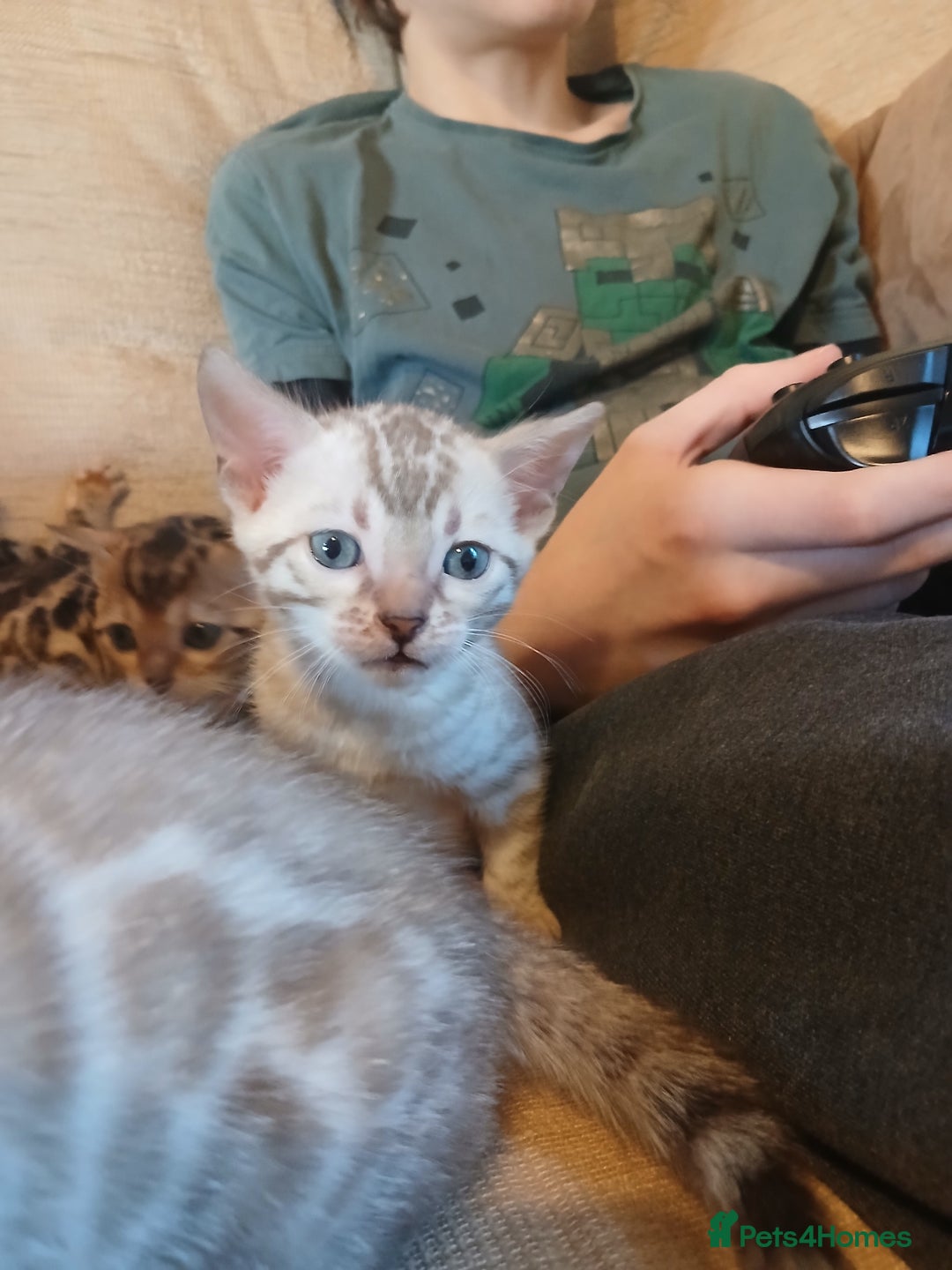 Bengal cats for sale: Family Raised TICA Bengal Kittens - Advert 4