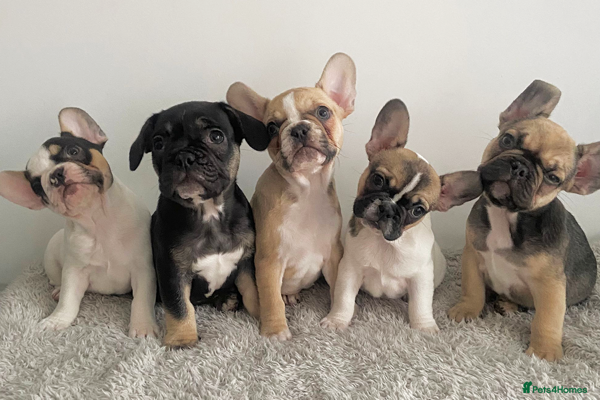 French Bulldog dogs KC Registered French Bulldog Puppies Ready 2 Leave - Advert 2