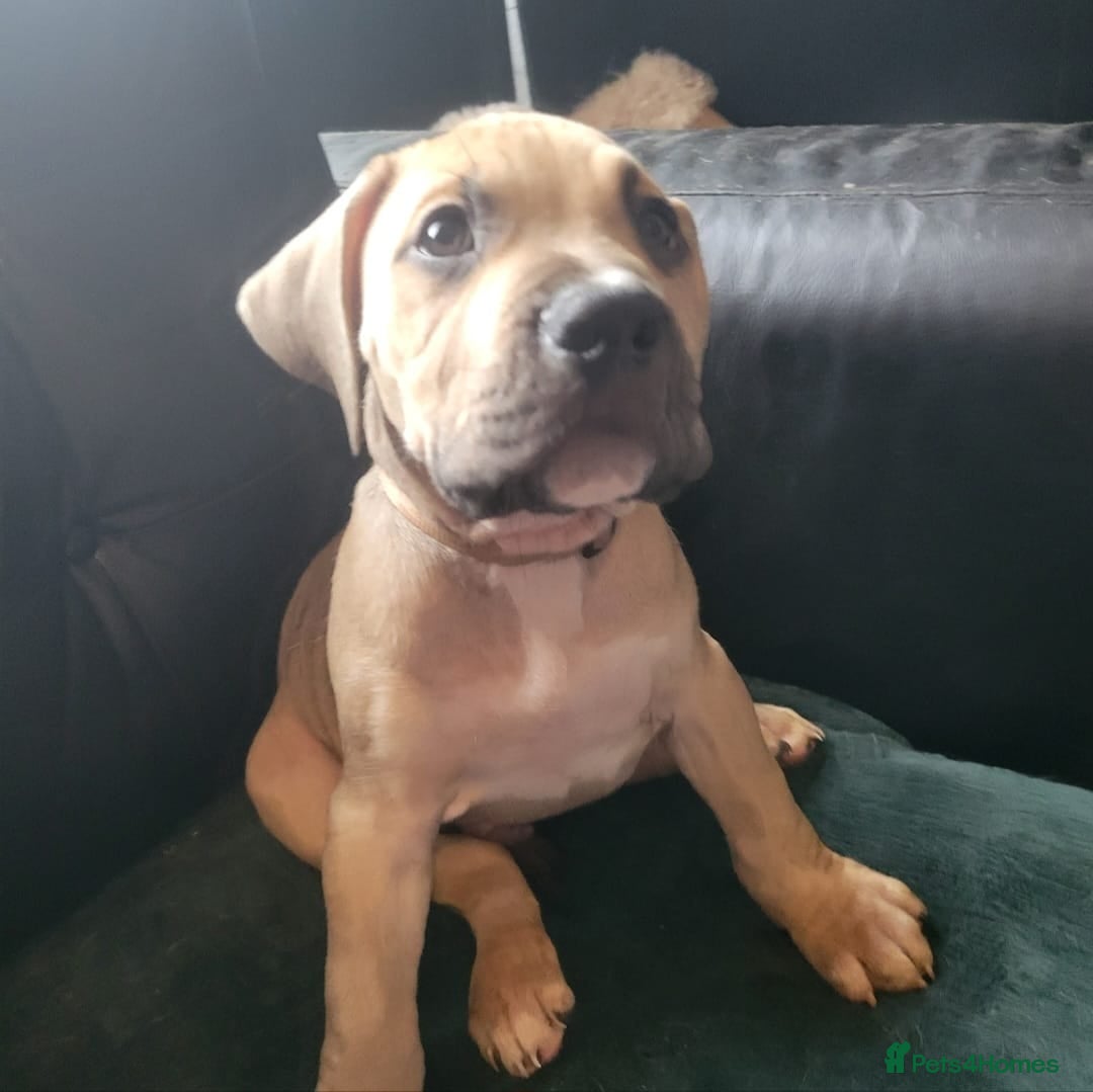 Presa Canario dogs for sale:  Presa Canario Puppies – Ready to leave now - Advert 13