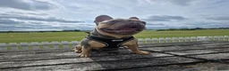 French Bulldog dogs for sale: 4 Adorable Male French Bulldog Puppies for Sale 🐾 in Durham - Advert 7