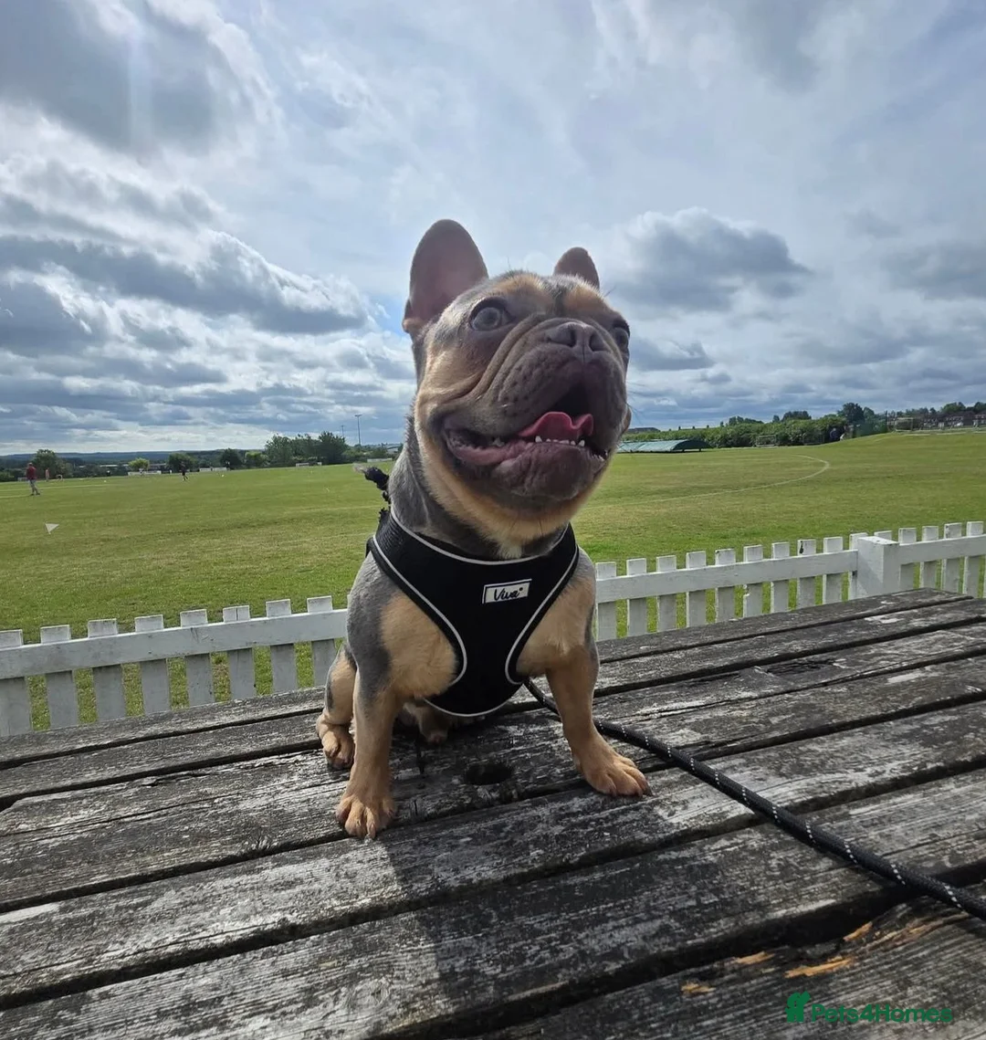 French Bulldog dogs for sale: 4 Adorable Male French Bulldog Puppies for Sale 🐾 in Durham - Advert 7