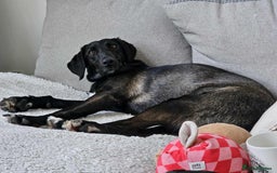 Mixed Breed dogs for adoption: 🐾Java sweet girl needs her forever home 🐾❤️ - Image 10