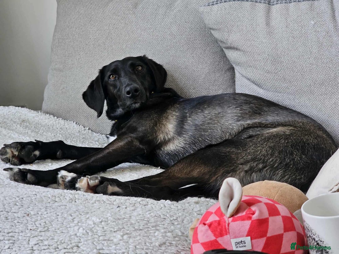 Mixed Breed dogs for adoption: 🐾Java sweet girl needs her forever home 🐾❤️ - Image 10