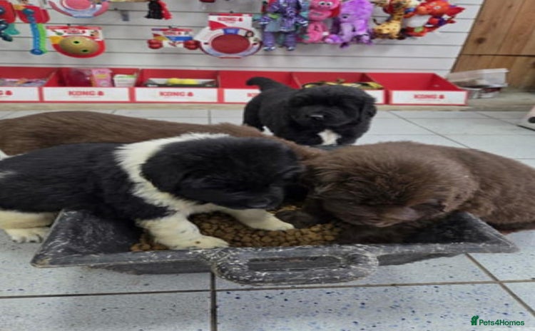 Newfoundland dogs - Advert 1