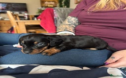 Miniature Dachshund dogs for sale: Long Awaited Wire Haired Miniature Dachshunds - Image 3