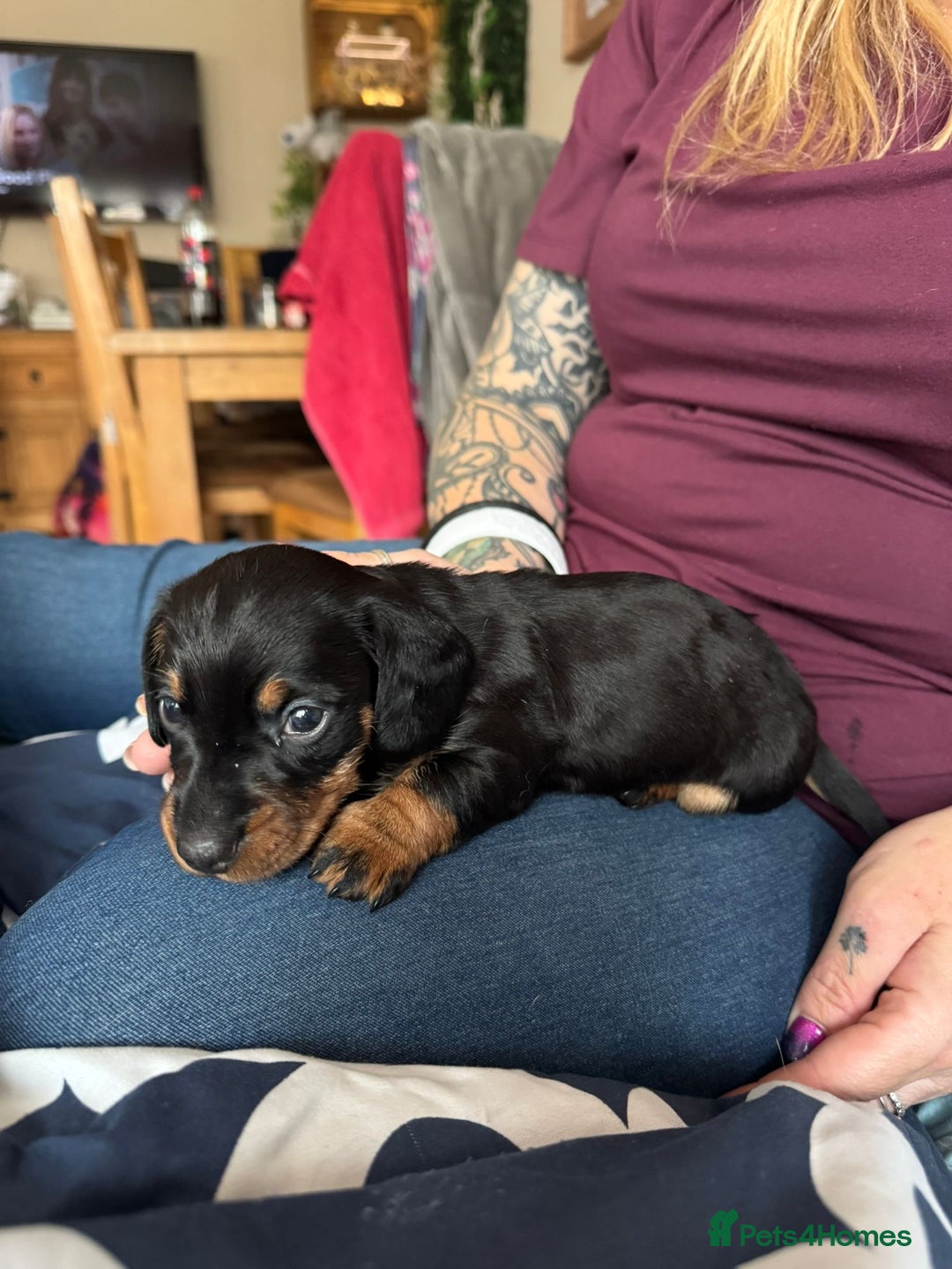Miniature Dachshund dogs for sale: Long Awaited Wire Haired Miniature Dachshunds - Image 3