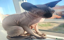Sphynx cats for sale: Blue point male sphynx  - Image 3