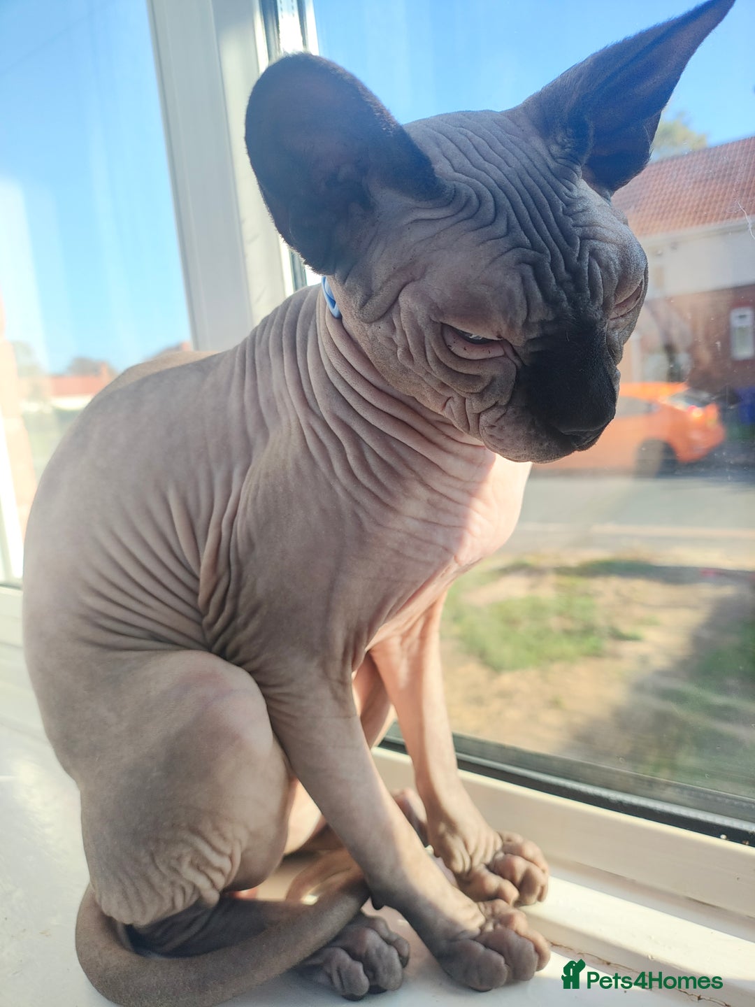 Sphynx cats for sale: Blue point male sphynx  - Image 3