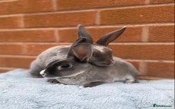 Rex rabbits for sale: Female & male mini rex rabbit kits VIENNA - Image 10