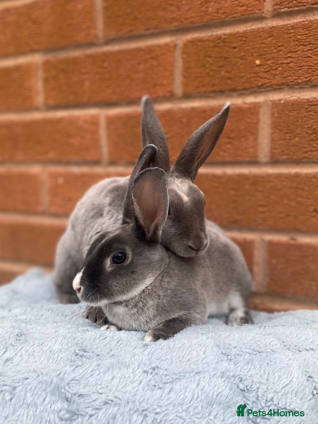 Rex rabbits for sale: Female & male mini rex rabbit kits VIENNA - Image 10