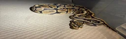Python Snake reptiles for sale: Ball python collection  in Crewe - Advert 12