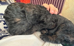 Cockapoo dogs for sale: ✨ Gorgeous Cockapoo Puppies ✨ - Image 25
