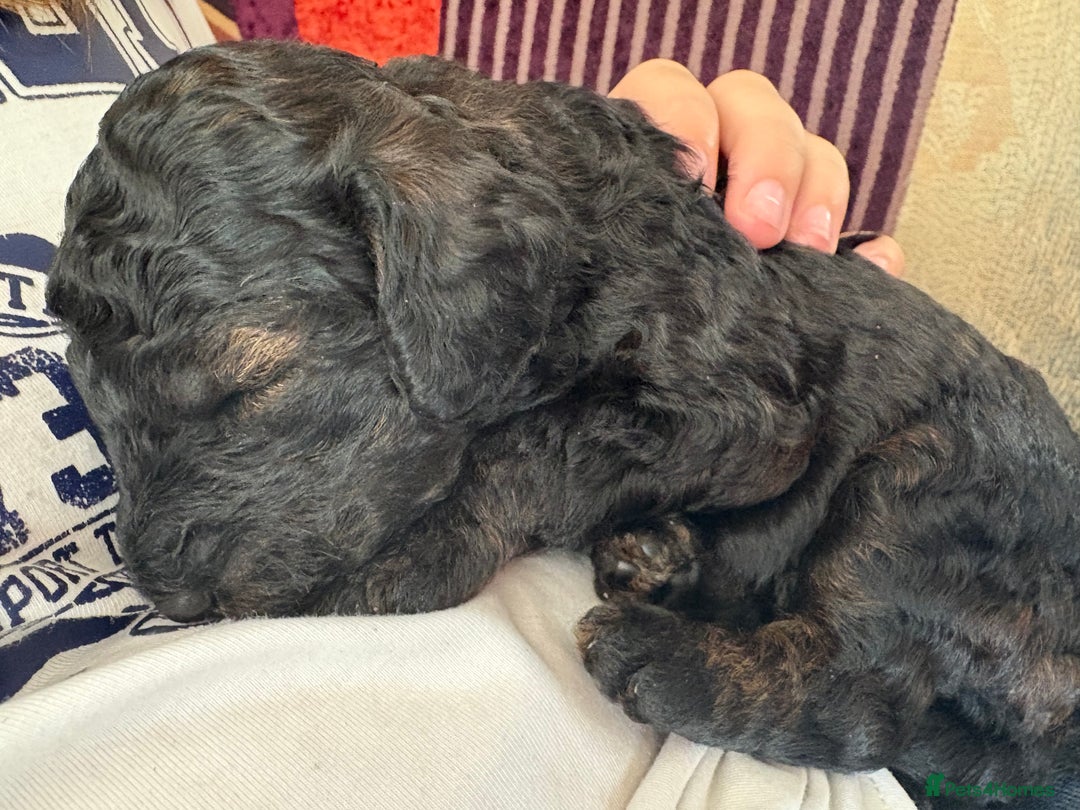 Cockapoo dogs for sale: ✨ Gorgeous Cockapoo Puppies ✨ - Image 25