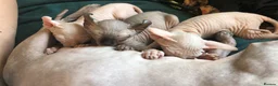 Sphynx cats for sale: Sphynx kittens - Advert 12