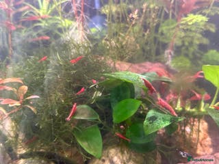 Shrimps fish Red Cherry Shrimps - Advert 1