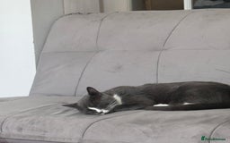 Persian cats for sale: Two Female Mixed Pedigree kittens  - Image 3