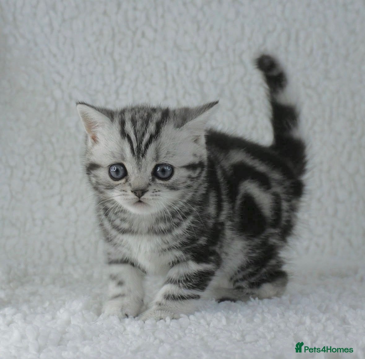 British Shorthair cats Stunning Classic Silver British shorthair kittens - Advert 5