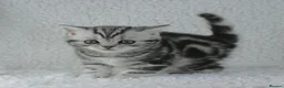 British Shorthair cats for sale: Stunning Classic Silver British shorthair kittens - Advert 1