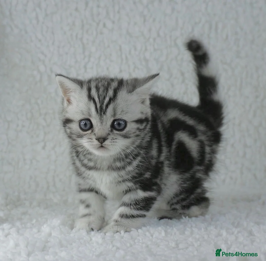 British Shorthair cats for sale: Stunning Classic Silver British shorthair kittens - Advert 1