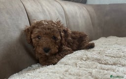 Cavapoo dogs for sale: Cavapoos from extensive health tested parents - Image 4