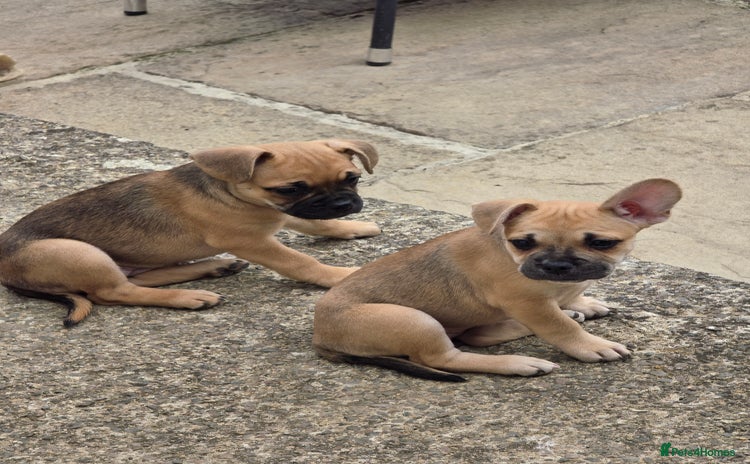 Mixed Breed dogs - Advert 16
