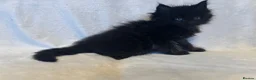 Maine Coon cats for sale: Stunning TICA Maine Coon Kittens active possible  - Advert 27