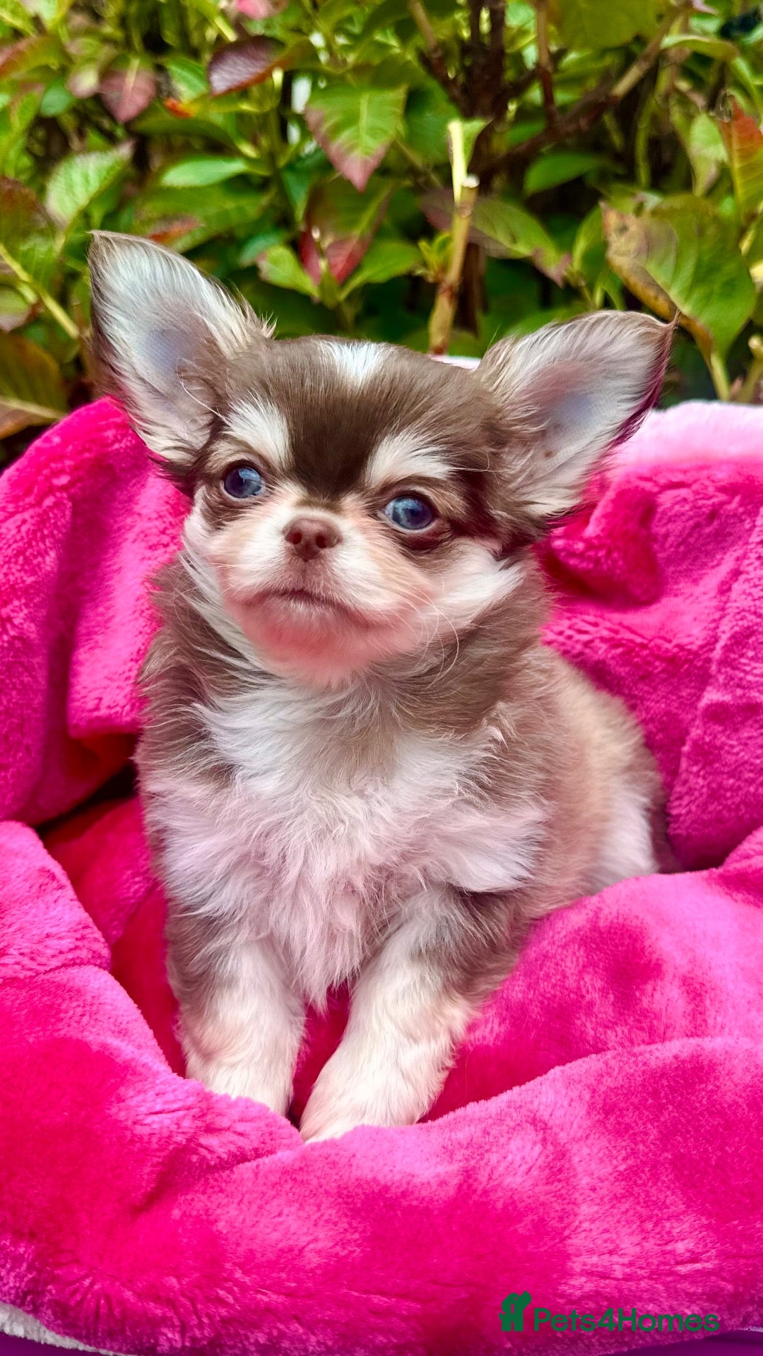 Chihuahua dogs 🤎🐾🖤Exotic LC RKC Husky Marking Boys🖤🐾🤎 - Advert 1