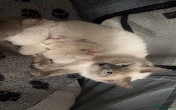 Ragdoll cats for sale: 💗Beautiful ragdoll kittens 💙 - Image 15