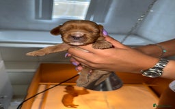 Cavalier King Charles Spaniel dogs for sale: Ruby red Cavalier King Charles - Image 3
