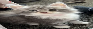 Maine Coon Kitten 2