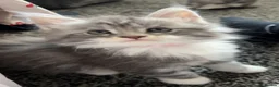 Maine Coon cats for sale: Chunky mainecoon babies - Advert 6