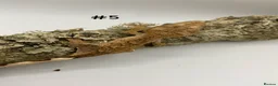 Gecko reptiles for sale: Adult + Juvenile Crested Geckos inc. Lilly Whites - Advert 10