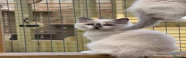 Ragdoll Kitten 3