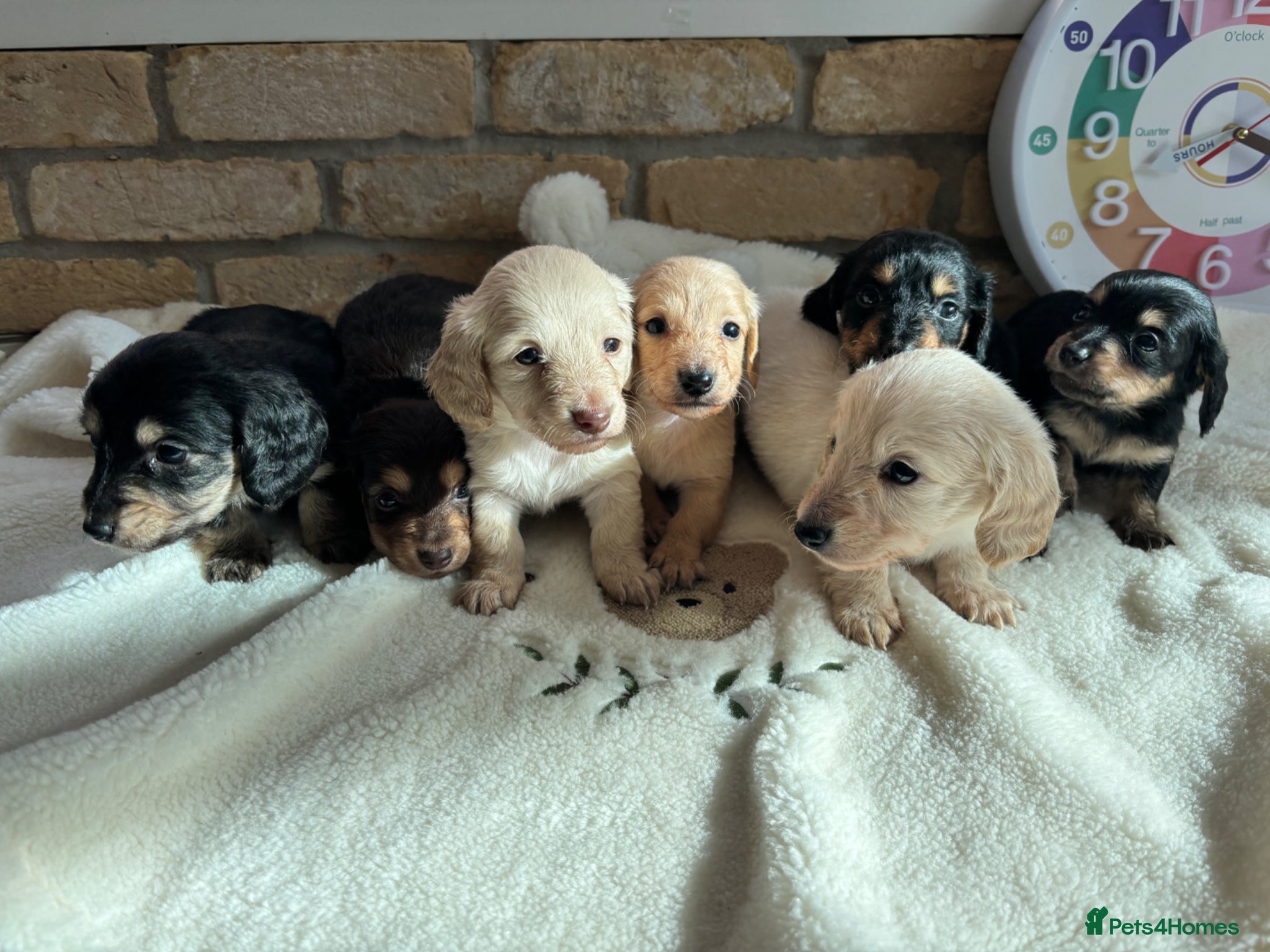 Miniature Dachshund dogs Beautiful Long haired miniature Dachshund Puppies  - Advert 1