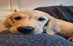 Goldador dogs for sale: *Ready Now 2 left!*Kitanas puppies  - Image 1