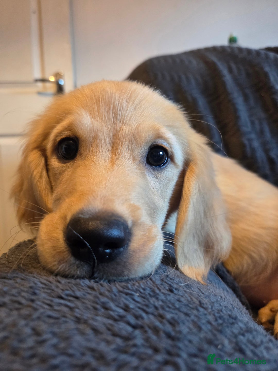Goldador dogs for sale: *Ready Now 2 left!*Kitanas puppies  - Image 1