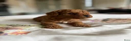 Cavapoo dogs for sale: Reduced F1b Toy Cavapoo girl health tested parents - Advert 35