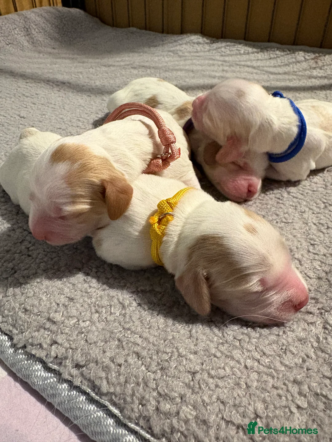 Cocker Spaniel dogs for sale: Cocker spaniel puppies  in Rotherham - Advert 10