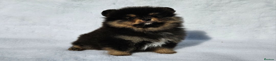 Pomeranian Puppy 1