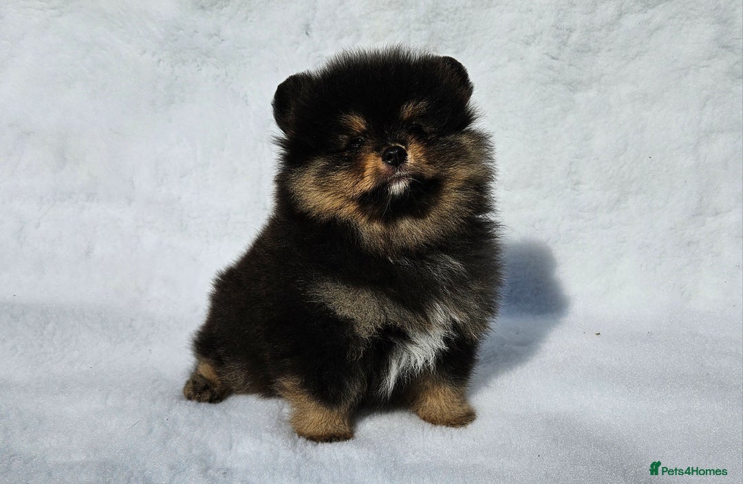 Pomeranian dogs for sale: Tiny Russian-Line Black & Tan Girls – Ready Now - Image 4