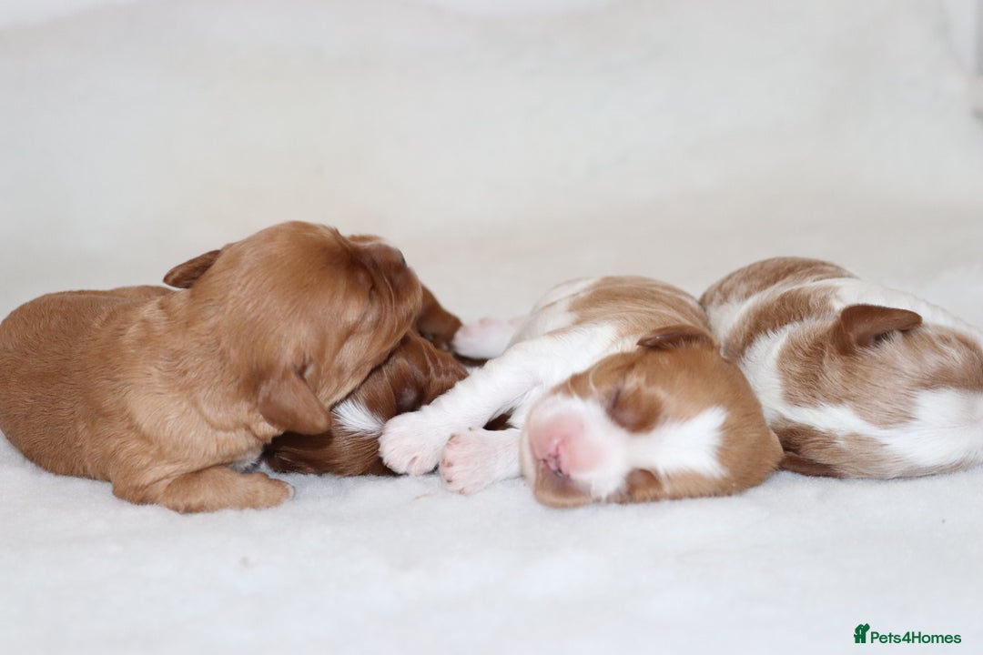 Cavapoo dogs for sale: 🌟Rare F1b Reverse Cavapoo(3/4 Cavalier1/4 Poodle) - Image 2