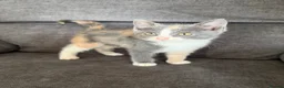 Mixed Breed cats for sale: Stunning kittens available ready now  - Advert 3