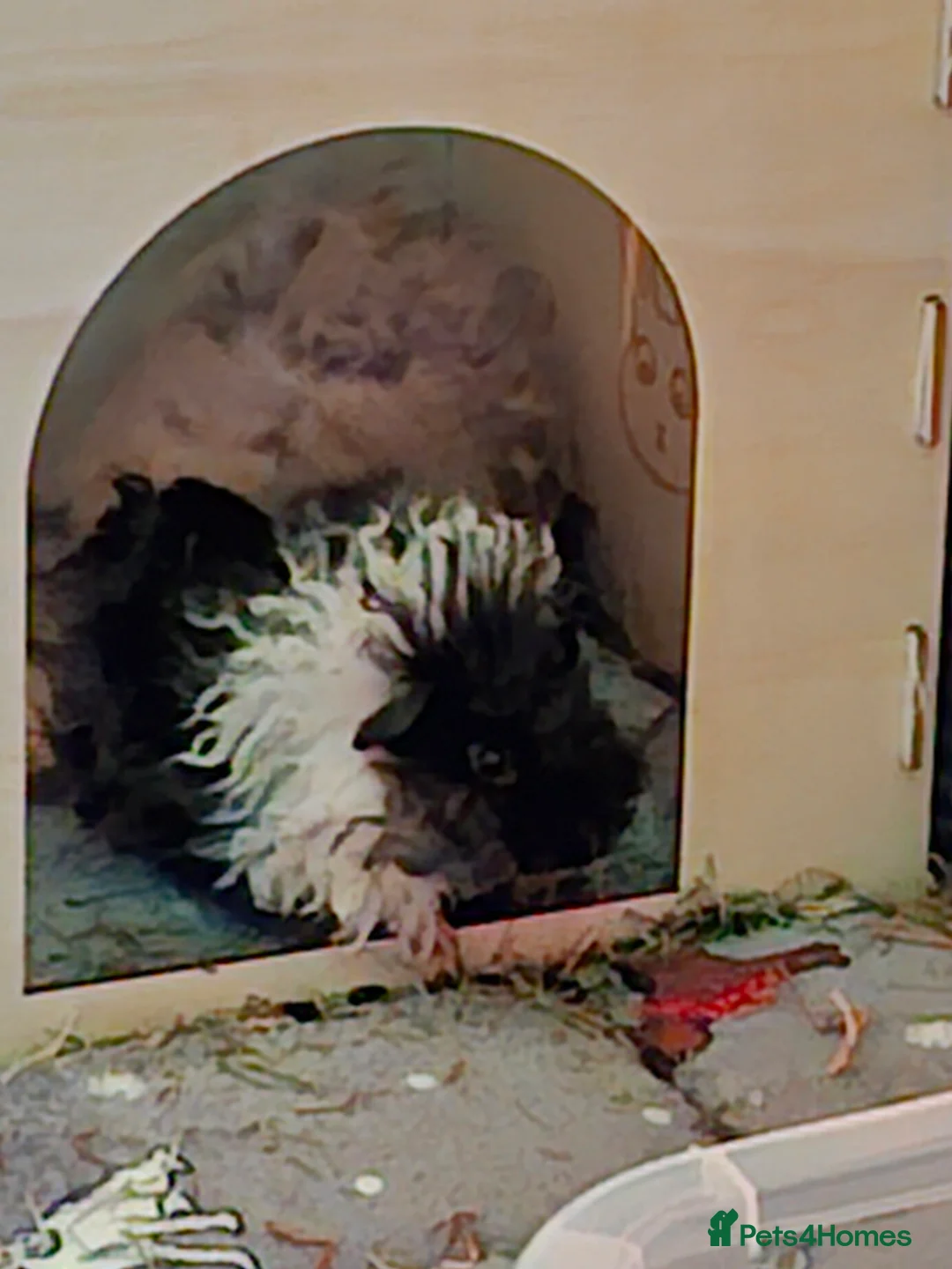 Guinea Pig rodents for sale: Lunkarya guinea pig baby boy - Advert 3