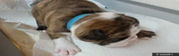 Mixed Breed dogs for sale: Boston Cross Pups Looking for Their Forever Home - Advert 9