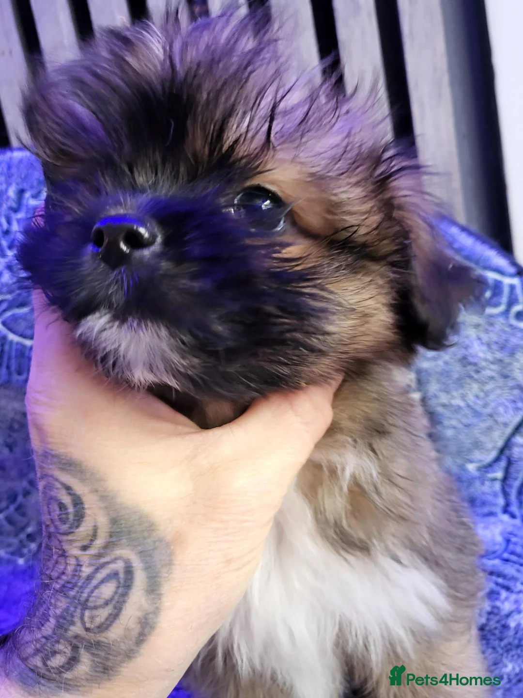 Mixed Breed dogs for sale: Shiranian puppies.  - Advert 1