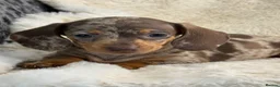 Miniature Dachshund dogs for sale: Top quality mini smooth dachshund puppies  - Advert 9