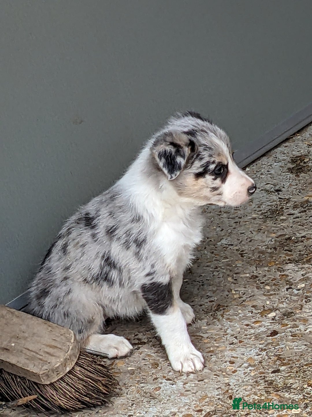 Border Collie dogs for sale: Border Collie puppies  - Image 6